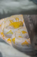 An albino Burmese python rests - Credits: pexels