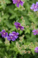 Close-up of purple flowers with - Credits: pexels