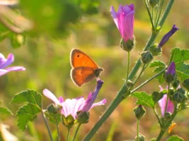 Close-up of an orange butterfly - Credits: pexels