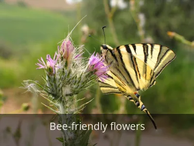 Bee-friendly flowers
