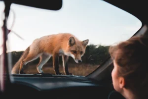 A curious fox stands on - Credits: pexels